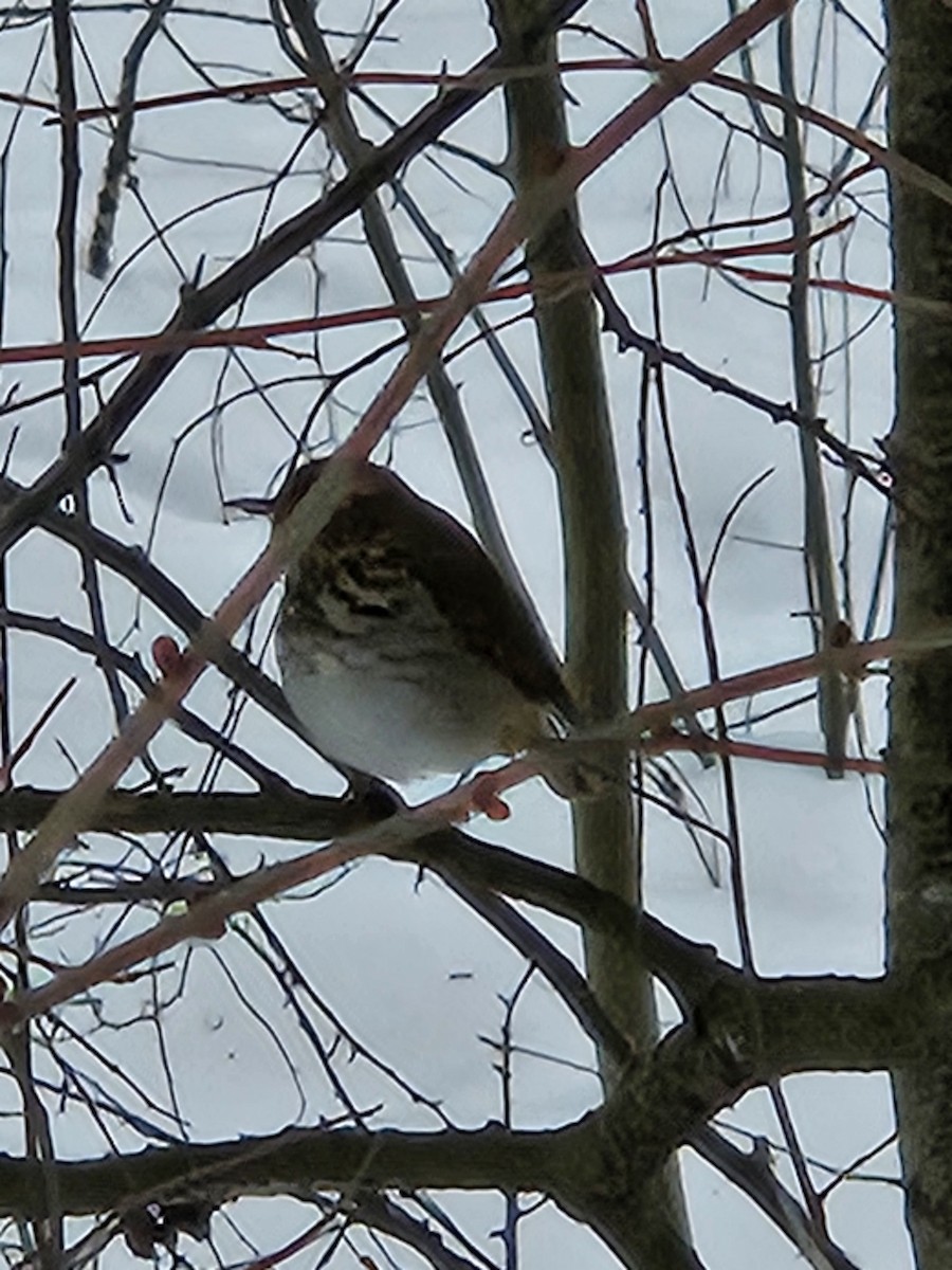 Hermit Thrush - ML613873468