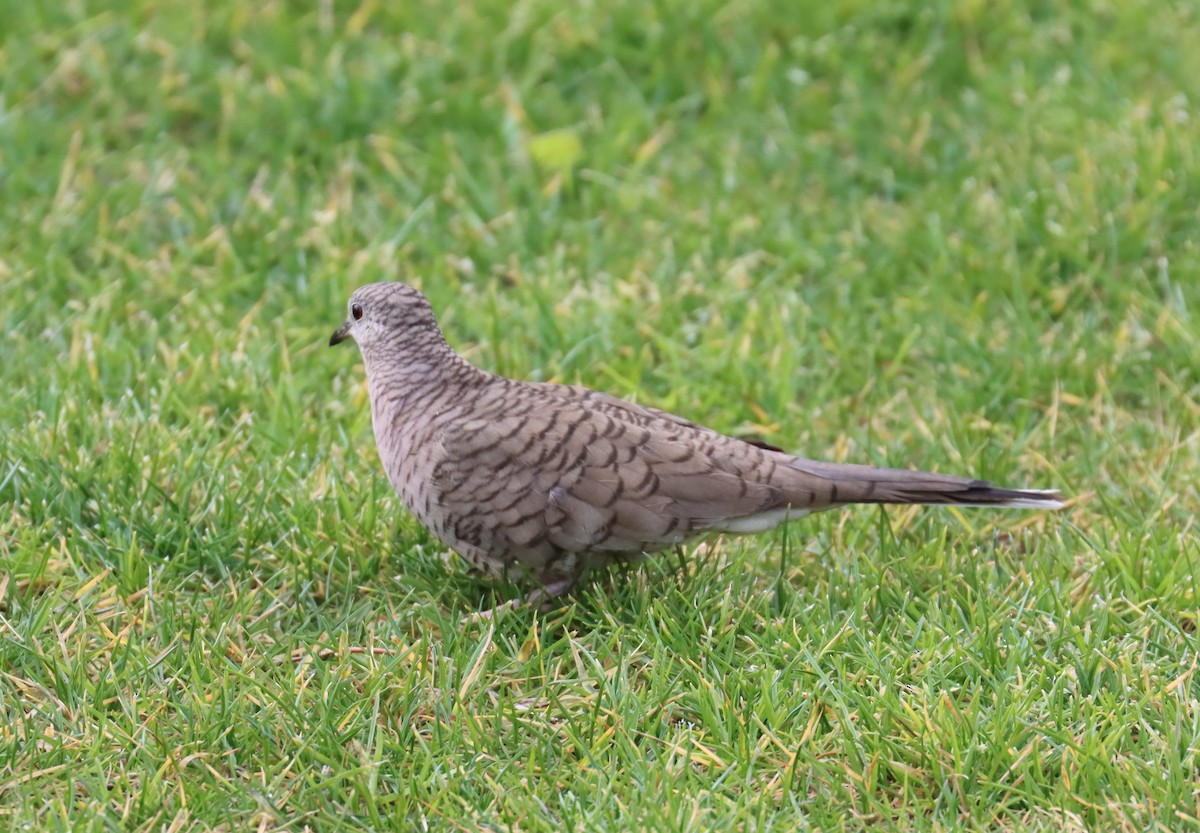 Inca Dove - ML613873484