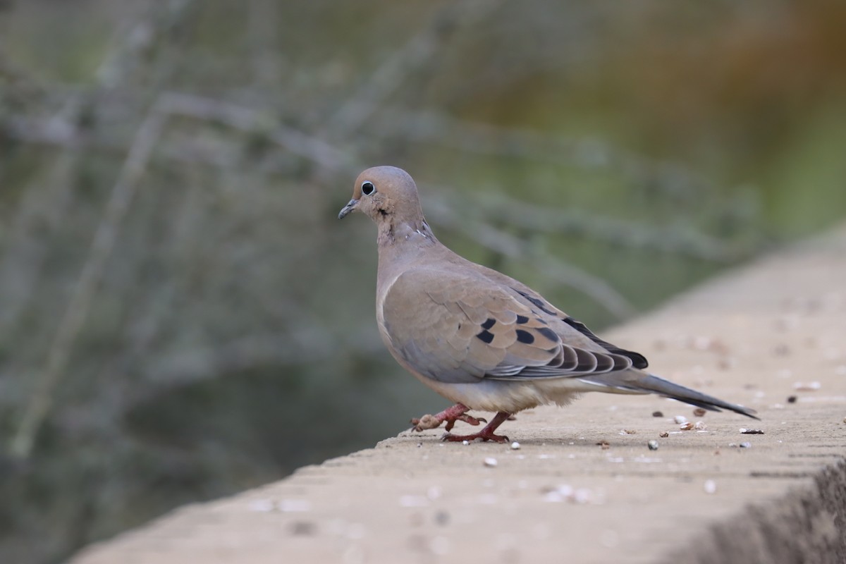 Mourning Dove - ML613873494