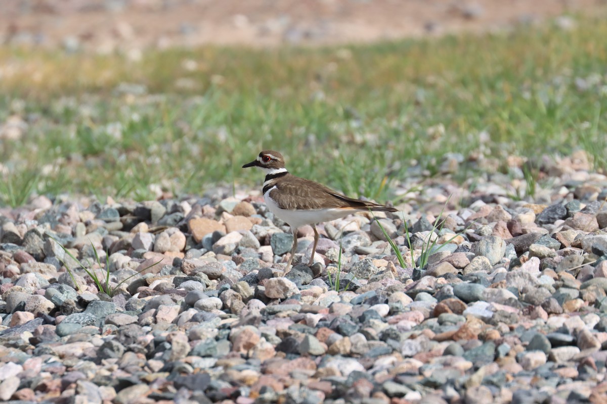 Killdeer - ML613873500