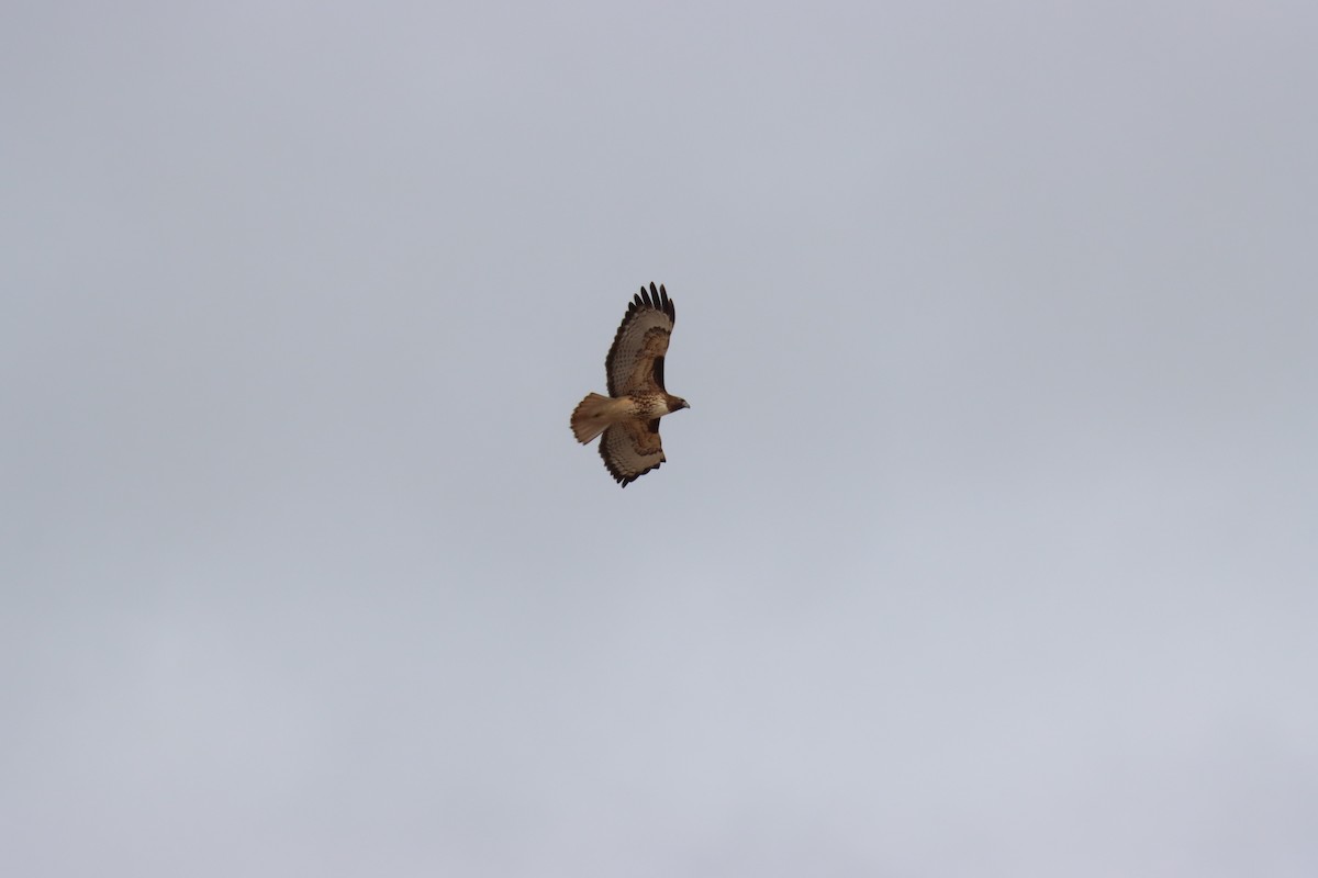 Red-tailed Hawk - ML613873515