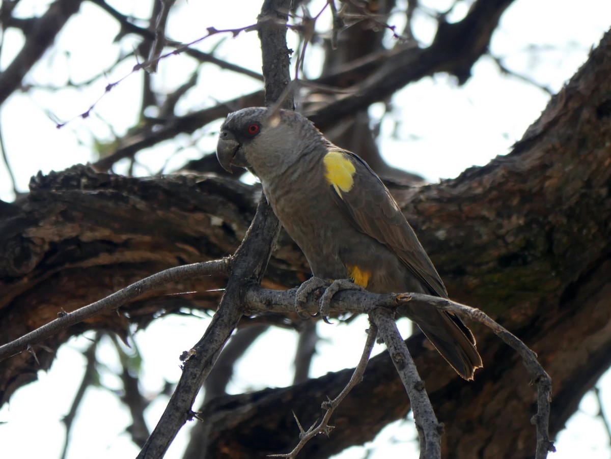 クロクモインコ - ML613873524