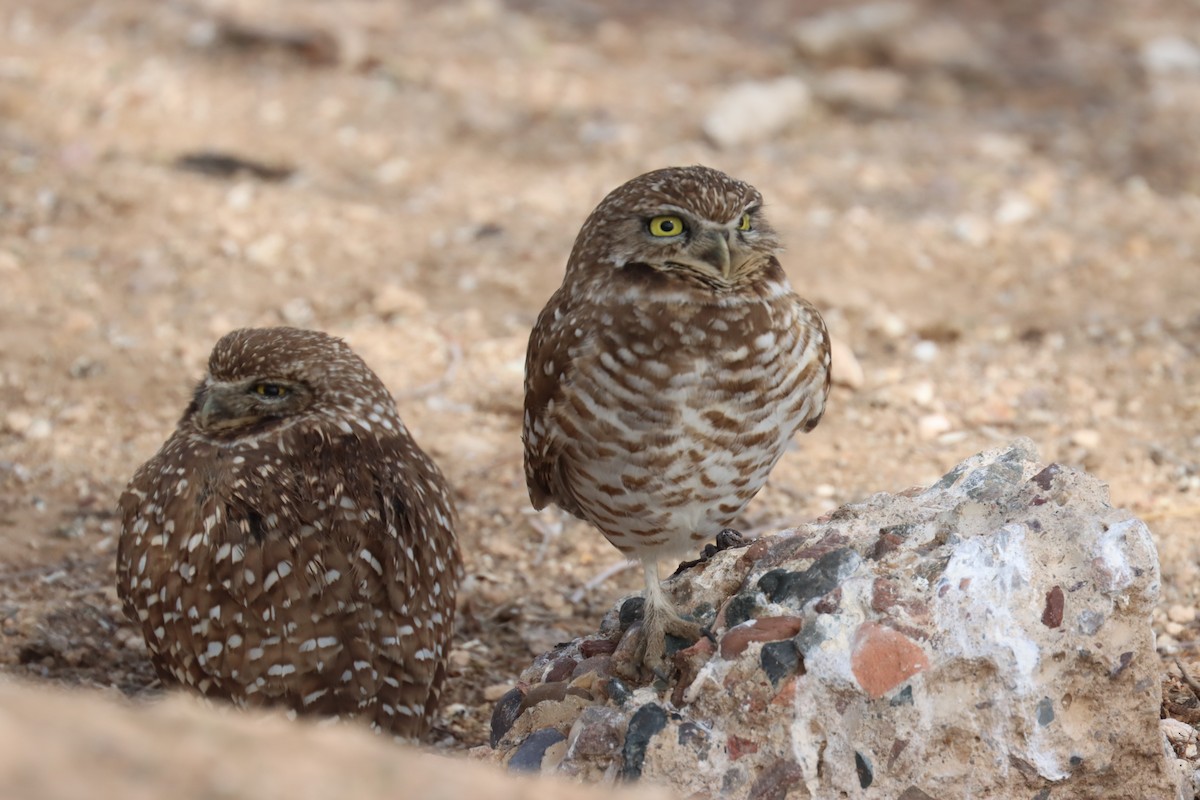 Burrowing Owl - ML613873525