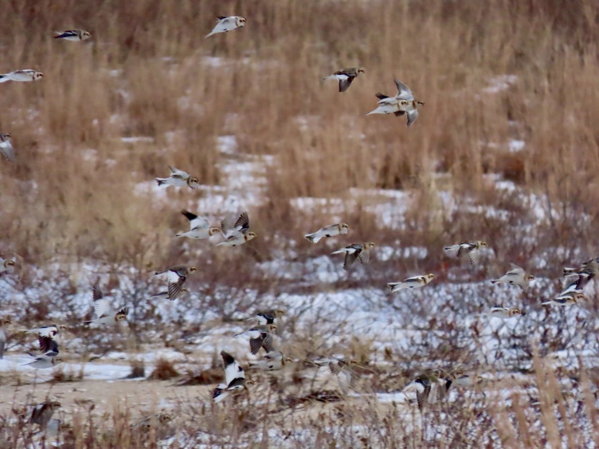 Snow Bunting - Lindsay McNamara