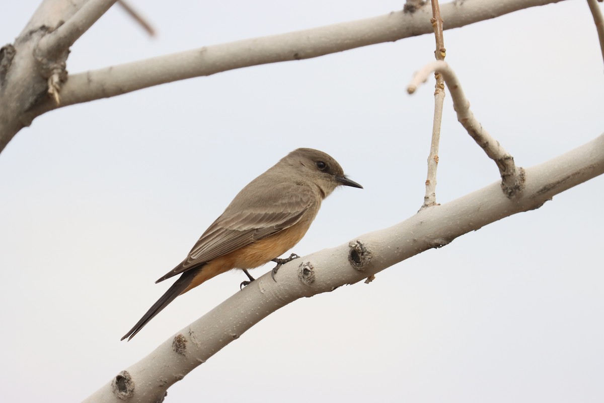 Say's Phoebe - ML613873543