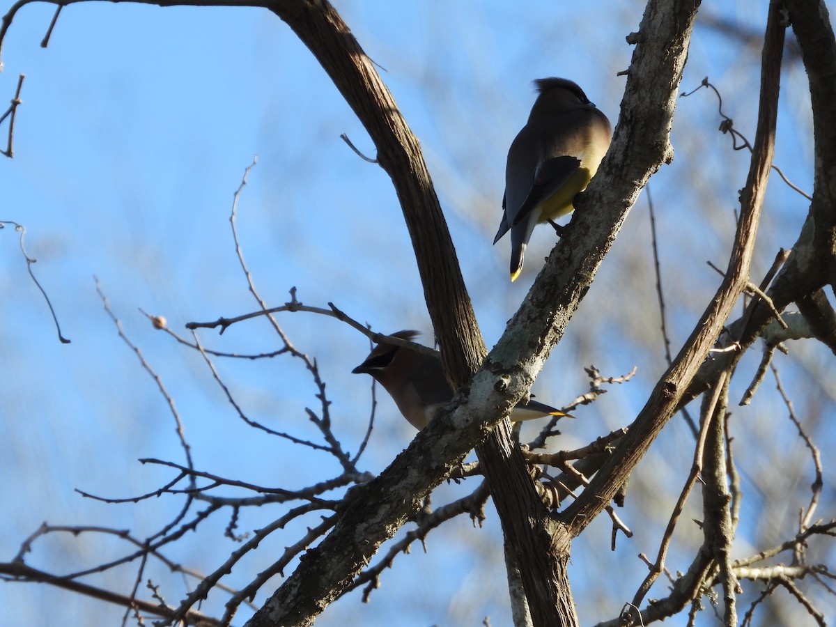 Cedar Waxwing - ML613873554