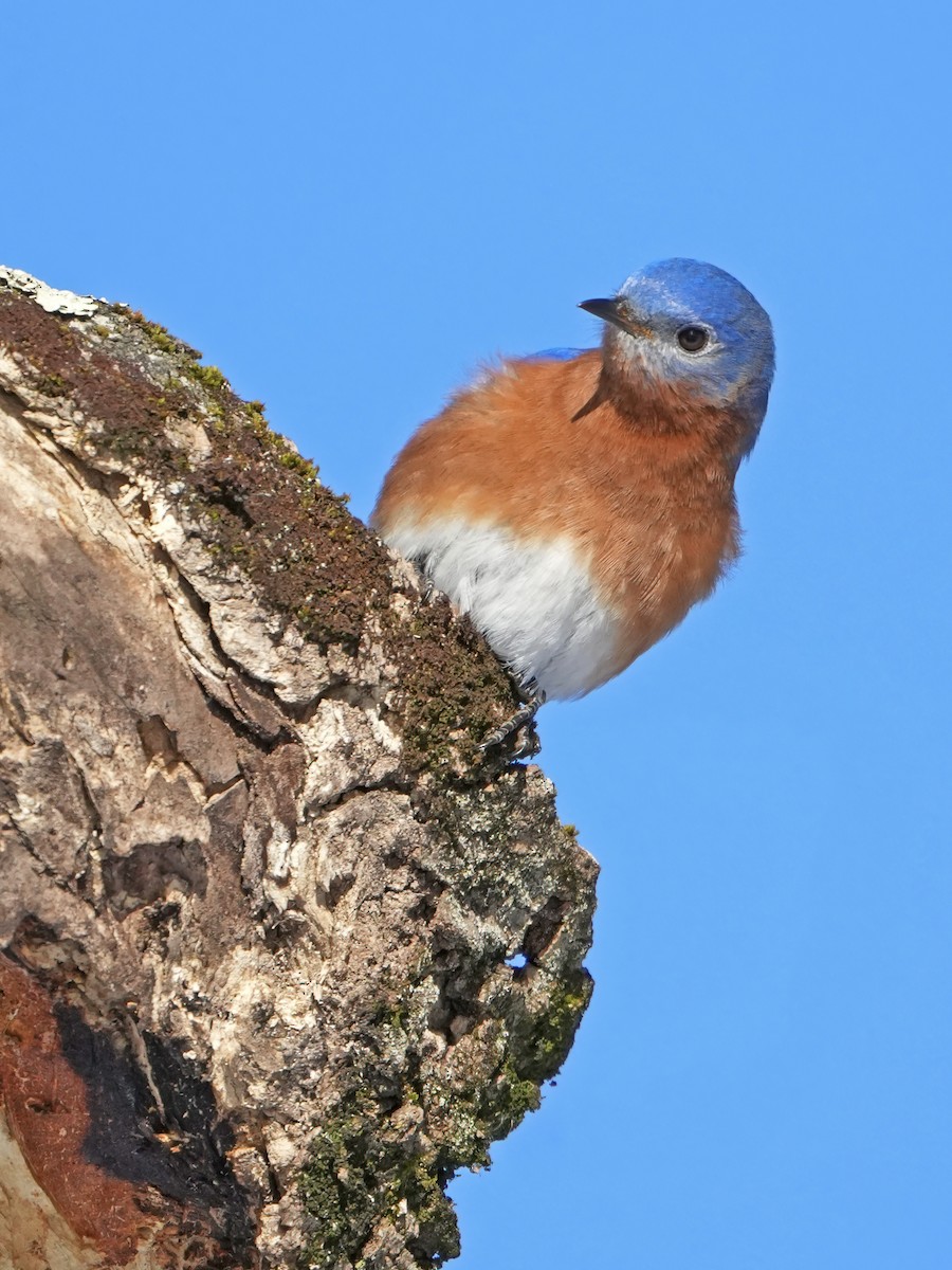 Eastern Bluebird - Troy Gorodess