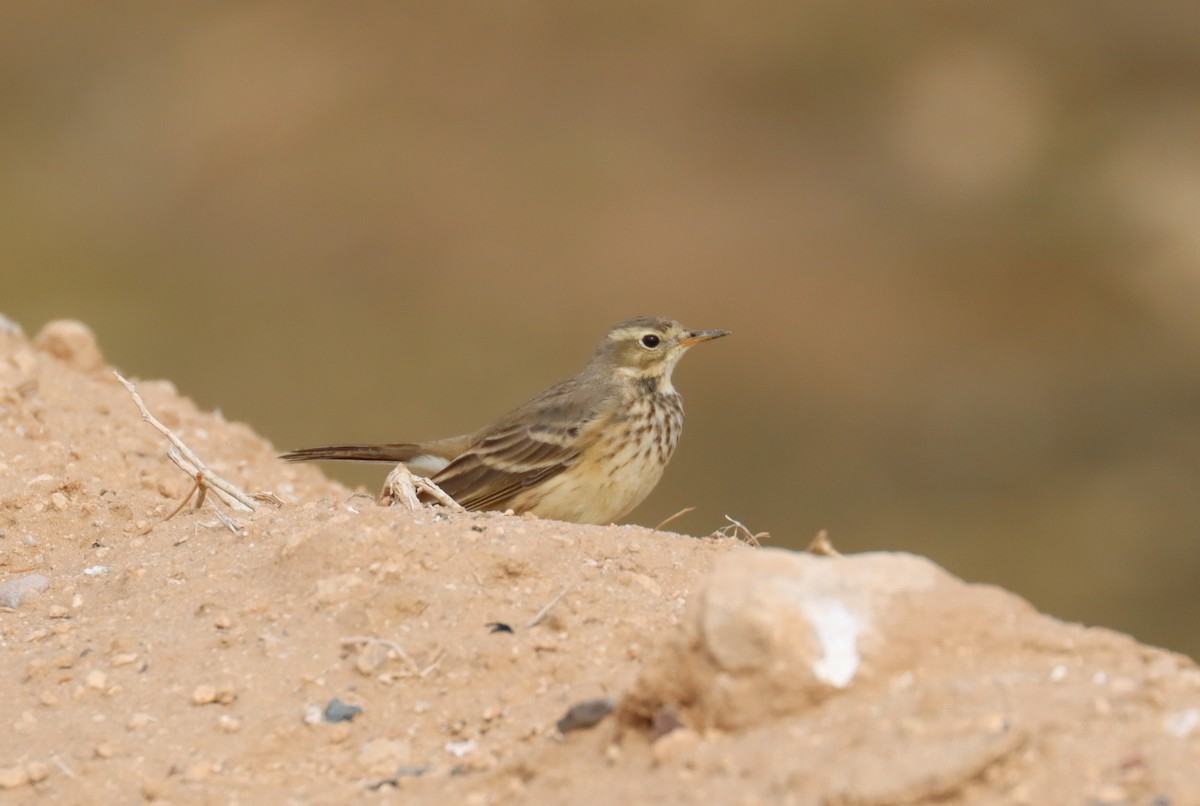 American Pipit - ML613873559