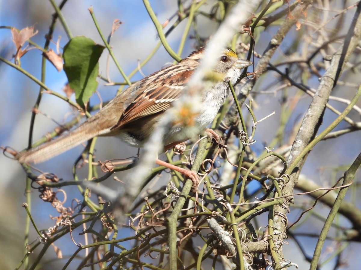 White-throated Sparrow - ML613873582