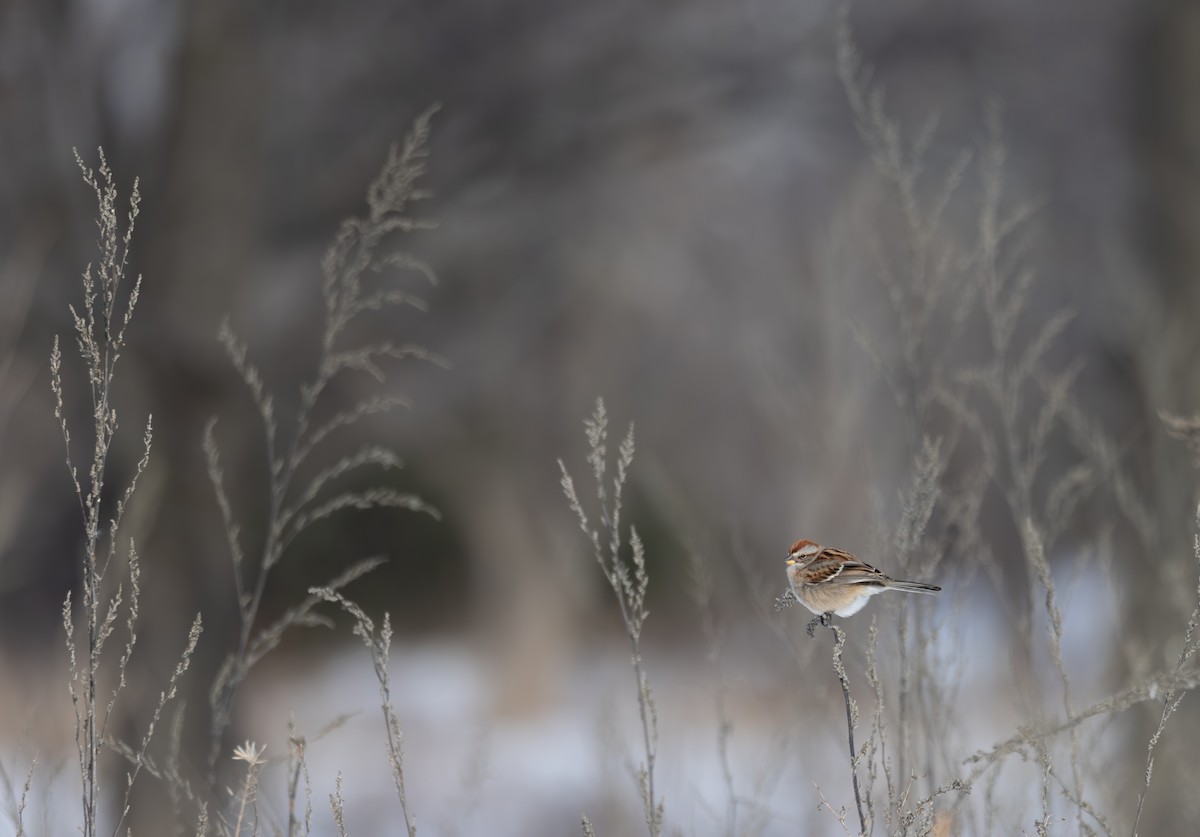 American Tree Sparrow - ML613873583