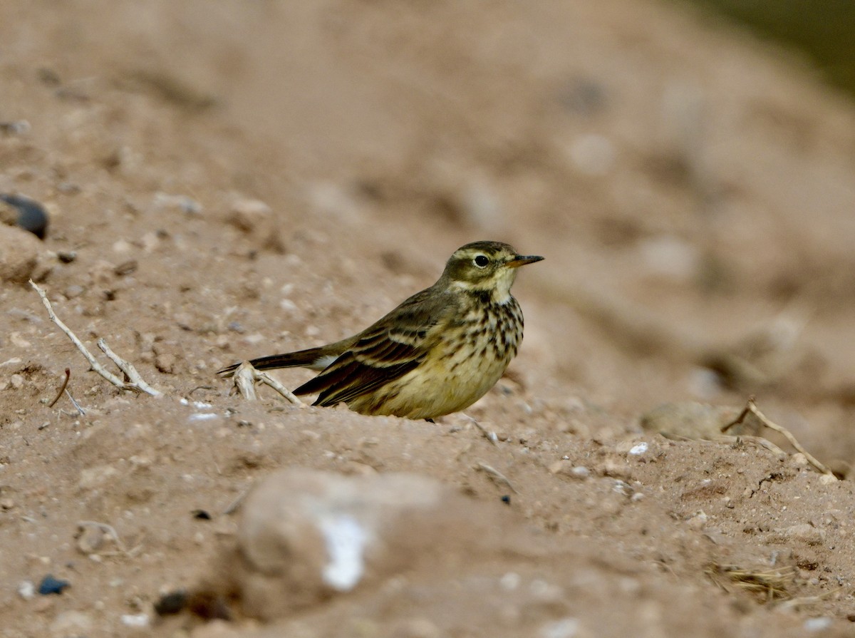 Spioncello del Pacifico - ML613873593