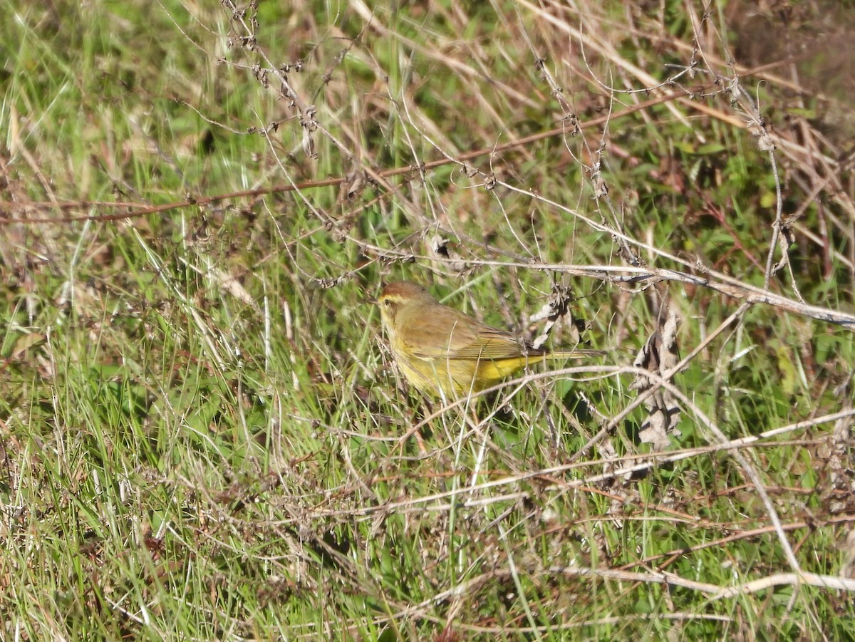 Palm Warbler - ML613873627