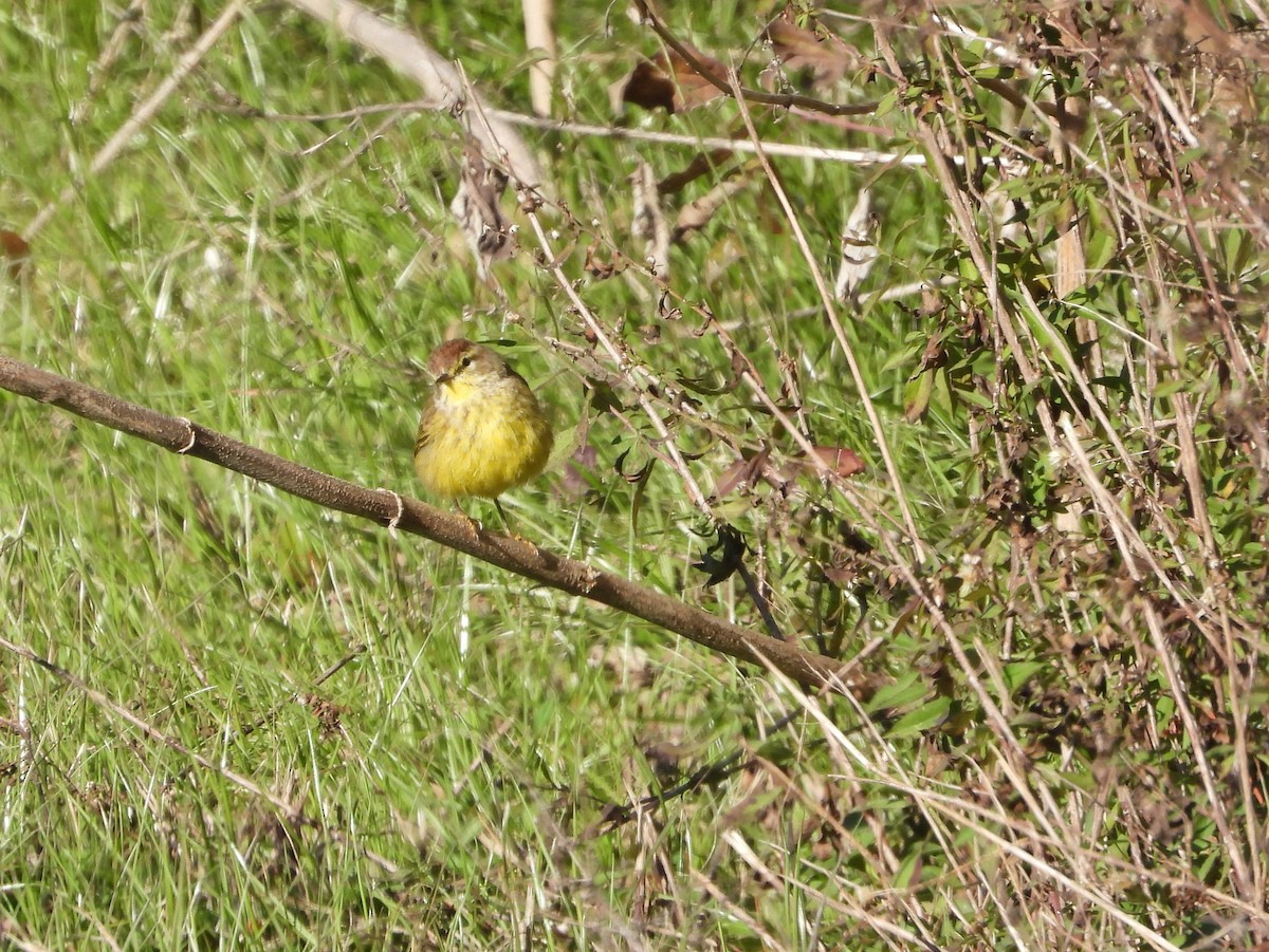 Palm Warbler - ML613873628