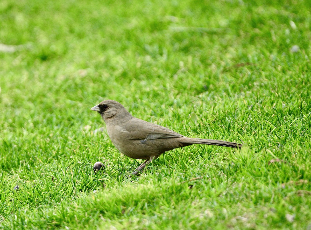 Abert's Towhee - ML613873633