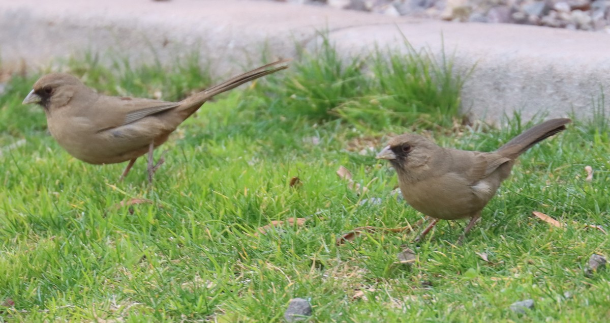 Canyon/Abert's Towhee - ML613873639