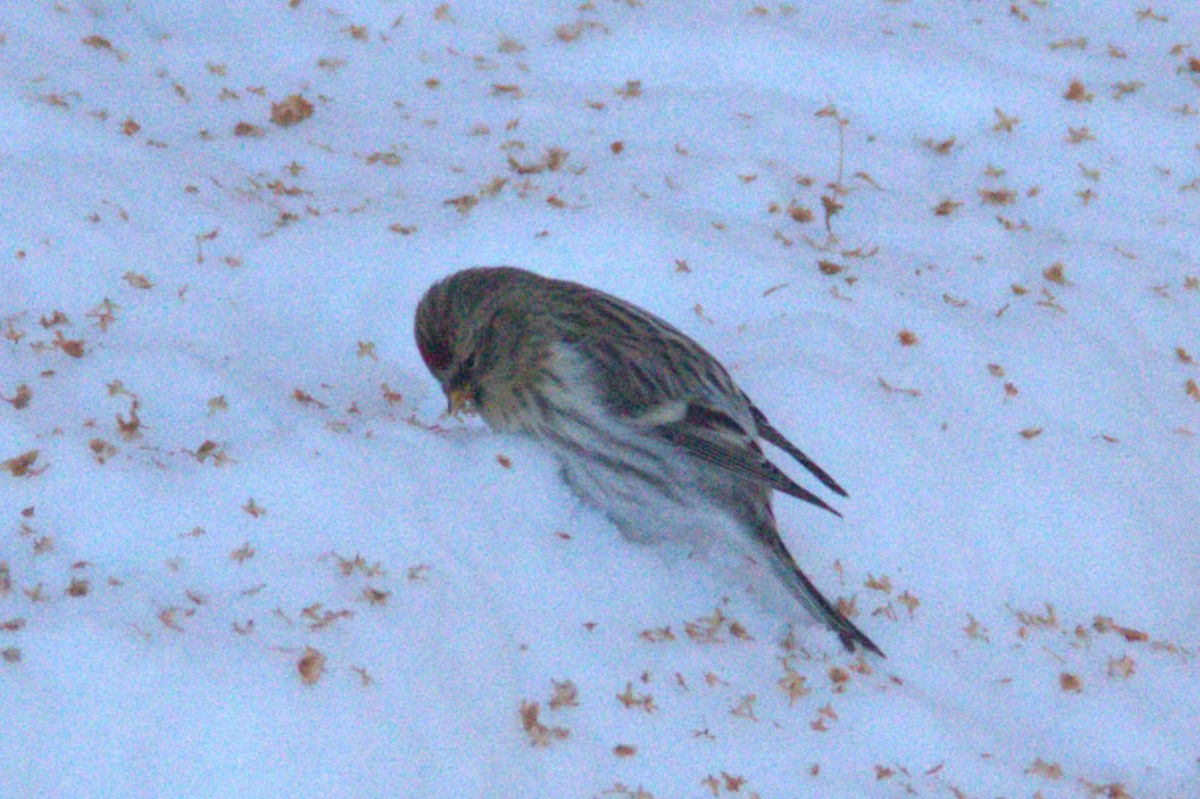 Hoary Redpoll - ML613873649