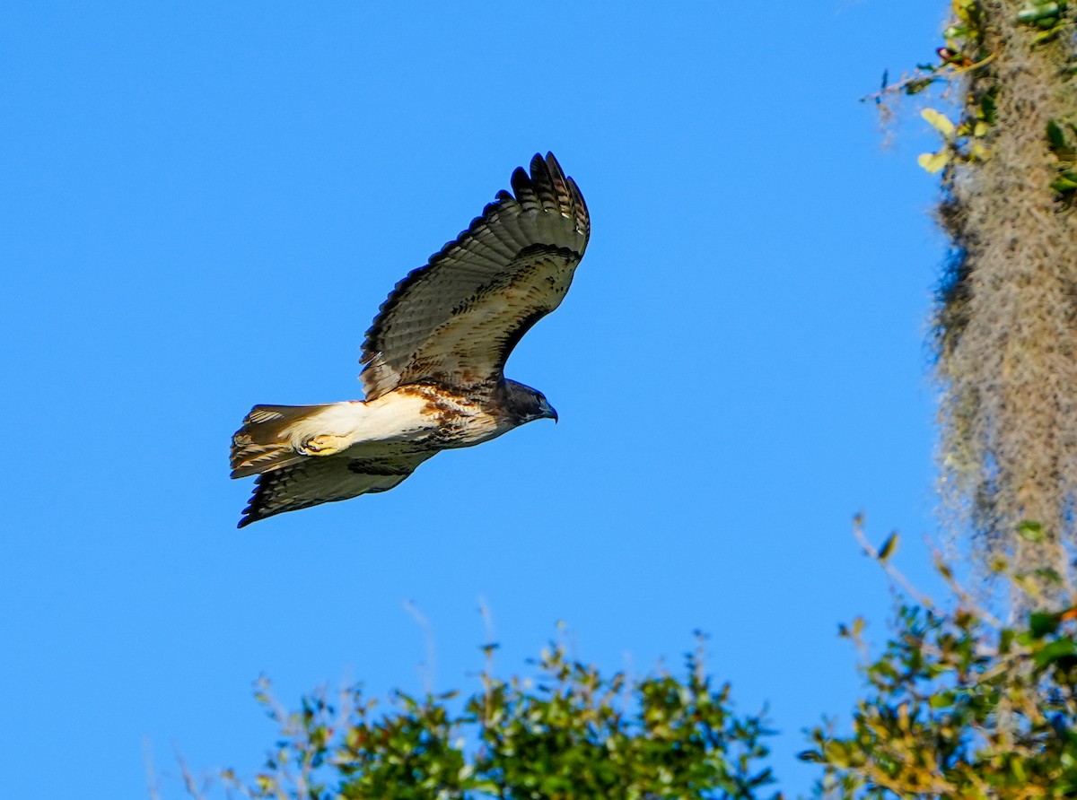 Red-tailed Hawk - ML613873750