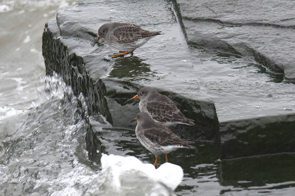 fjæreplytt - ML613873771