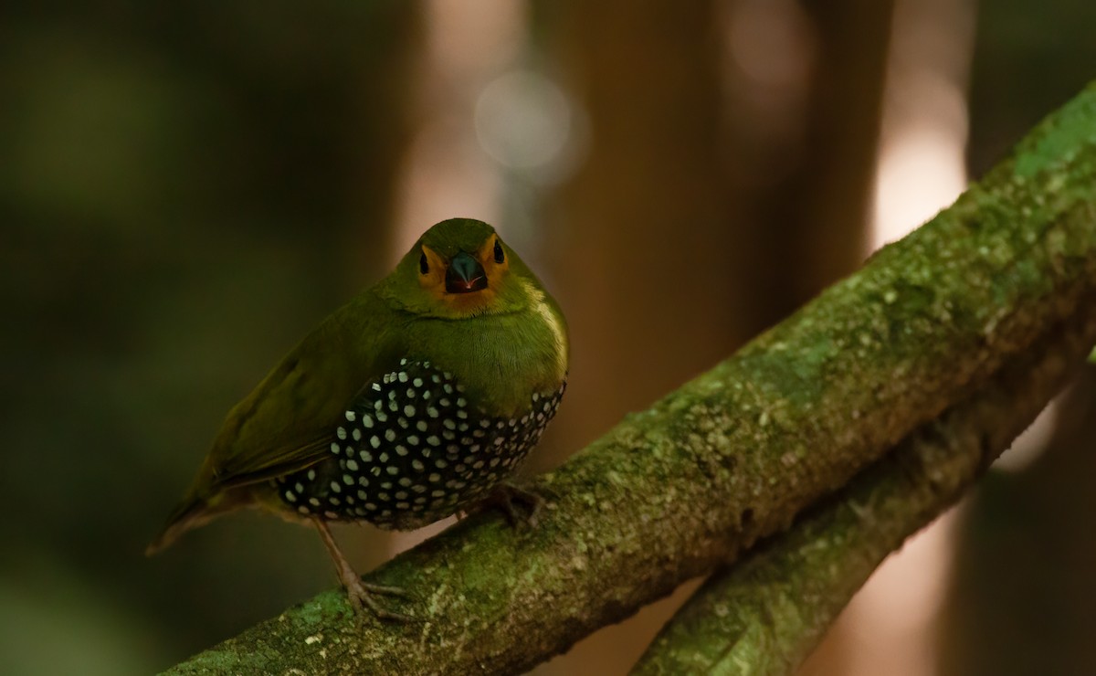 Green-backed Twinspot (Green-breasted) - ML613873783
