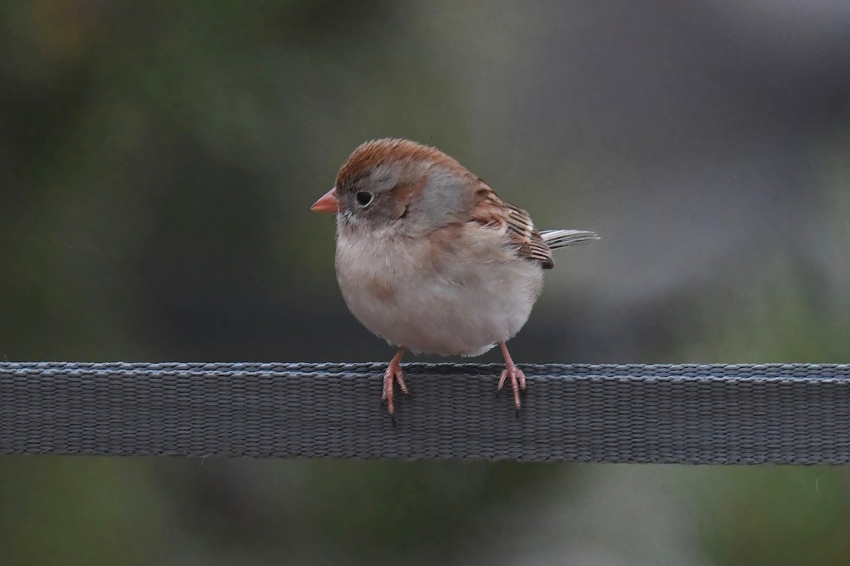 Field Sparrow - ML613873784