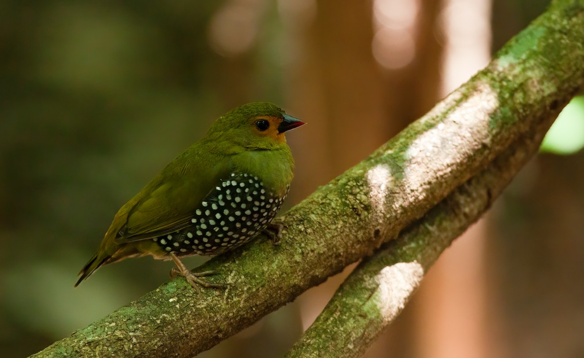 Green-backed Twinspot (Green-breasted) - ML613873786