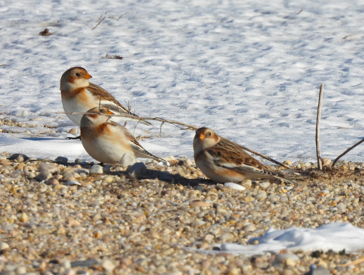 Snow Bunting - ML613873808