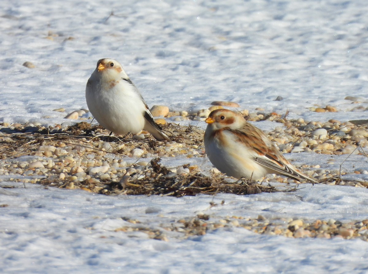 Snow Bunting - ML613873809