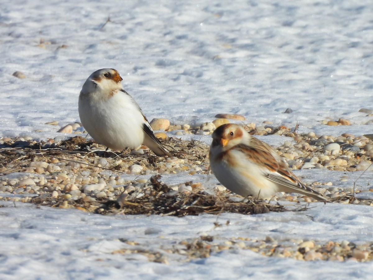 Snow Bunting - ML613873810