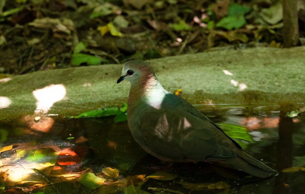 Paloma Caripálida (larvata/bronzina) - ML613873843