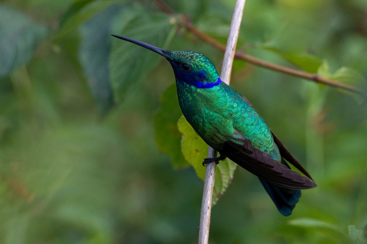 Sparkling Violetear - Oswaldo Hernández Sánchez