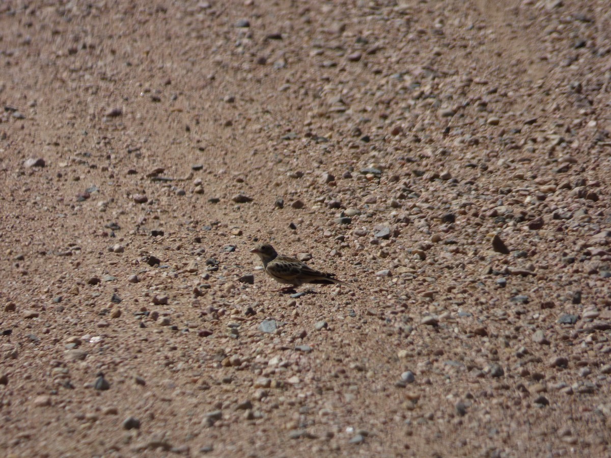 Thick-billed Longspur - ML613873863