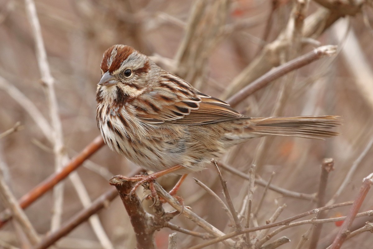 Song Sparrow - ML613873877