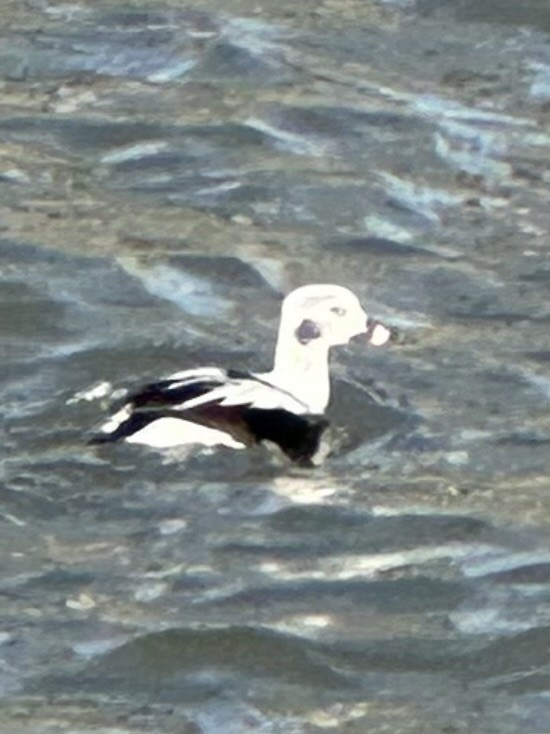Long-tailed Duck - ML613873883