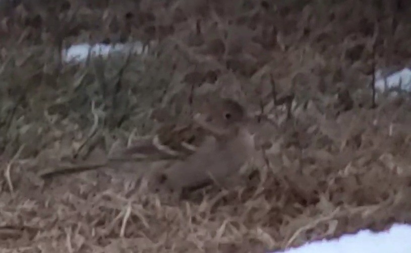 Field Sparrow - Wendy Ward