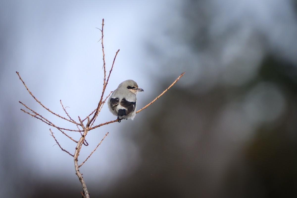 Northern Shrike - ML613873942