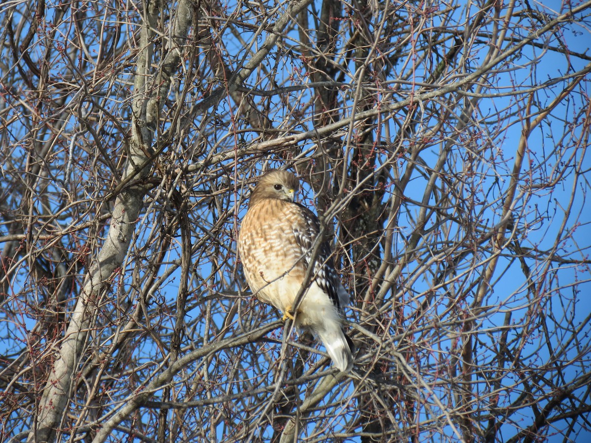 Red-shouldered Hawk - ML613873957