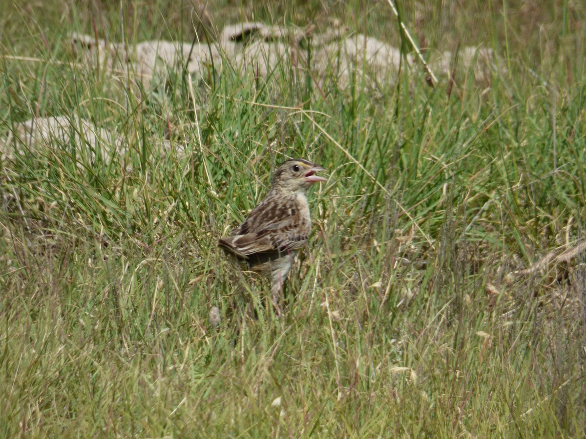 Grasshopper Sparrow - ML613873971