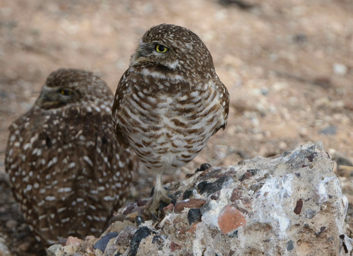 Burrowing Owl - Bill Brynteson