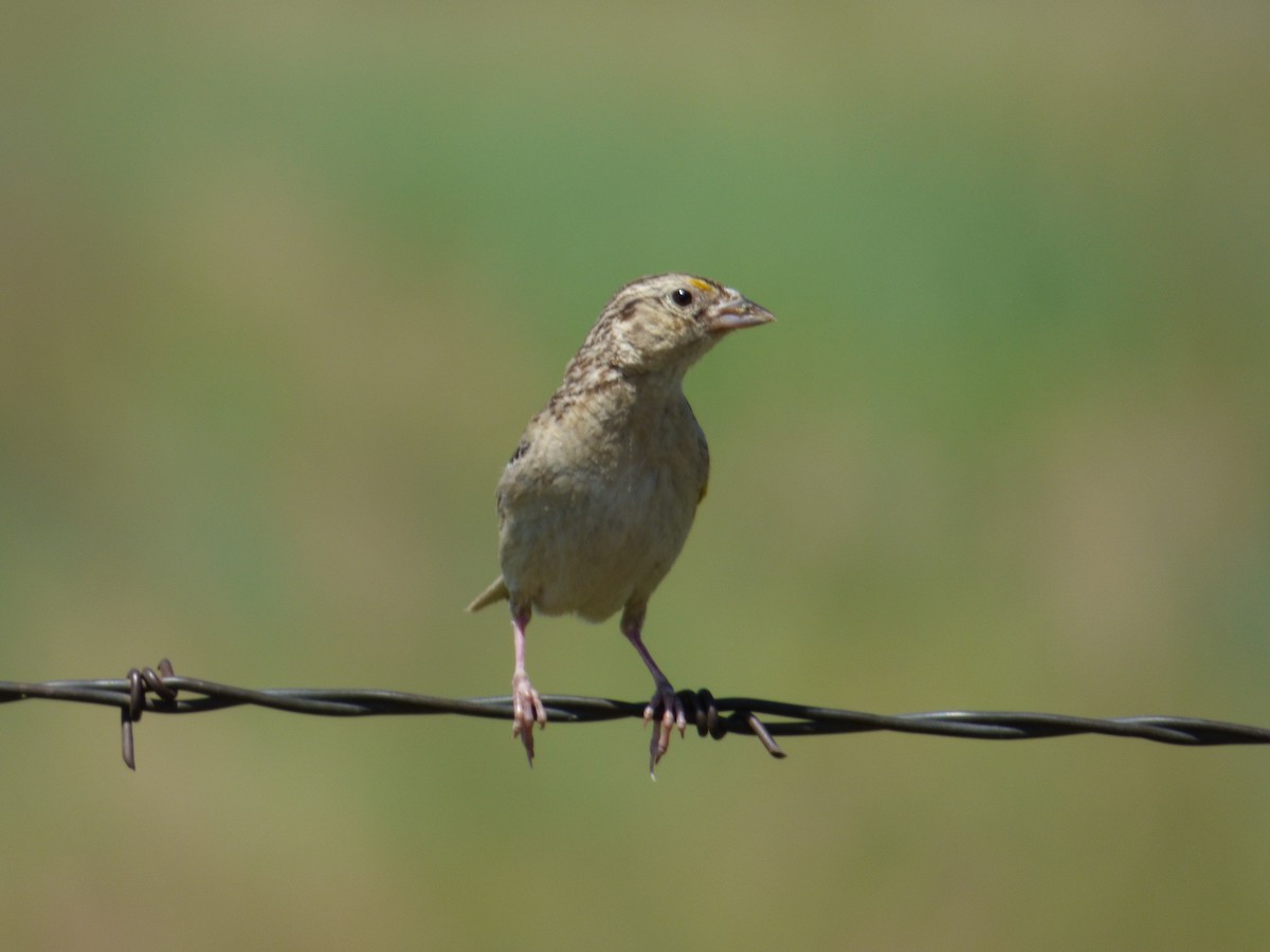 Grasshopper Sparrow - ML613874031