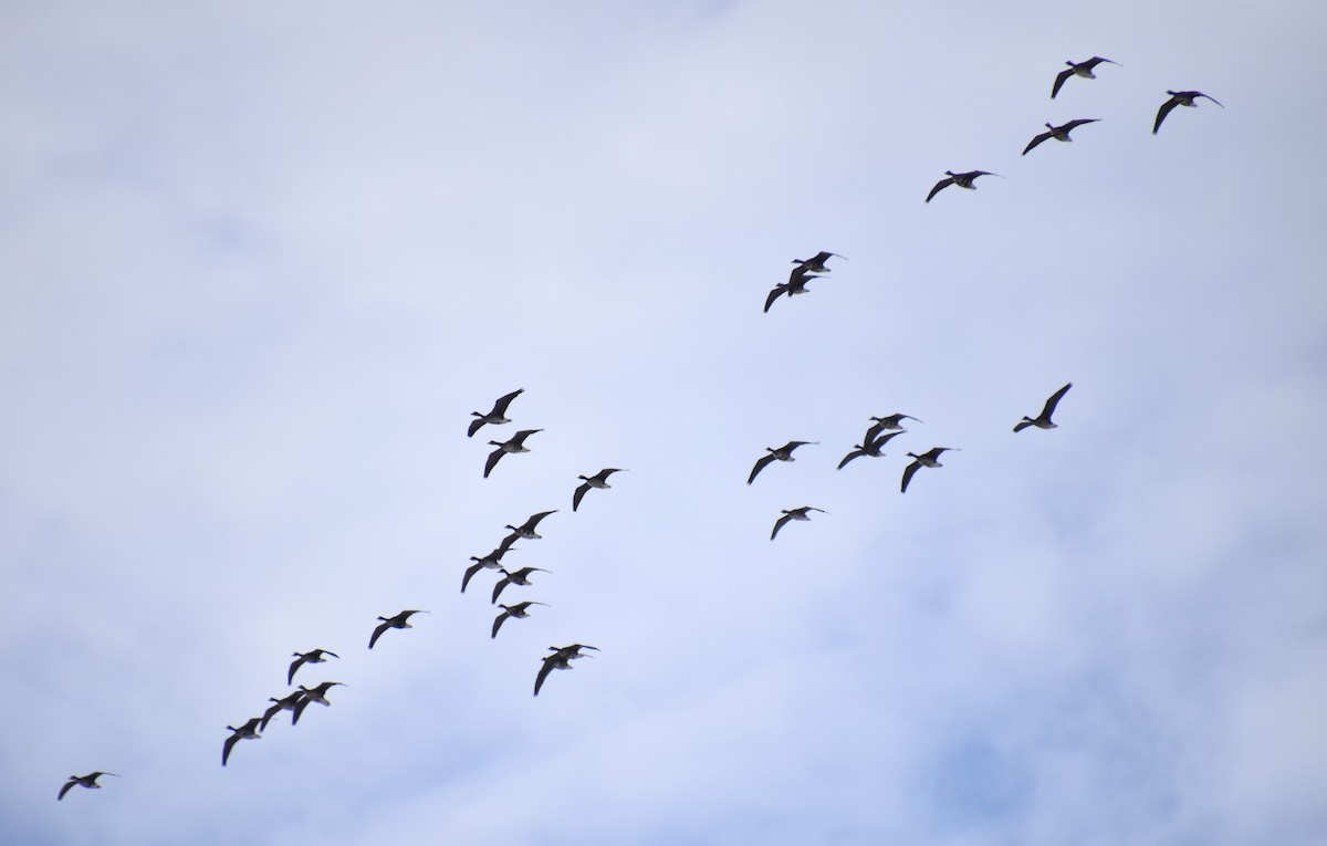 Greater White-fronted Goose - ML613874039