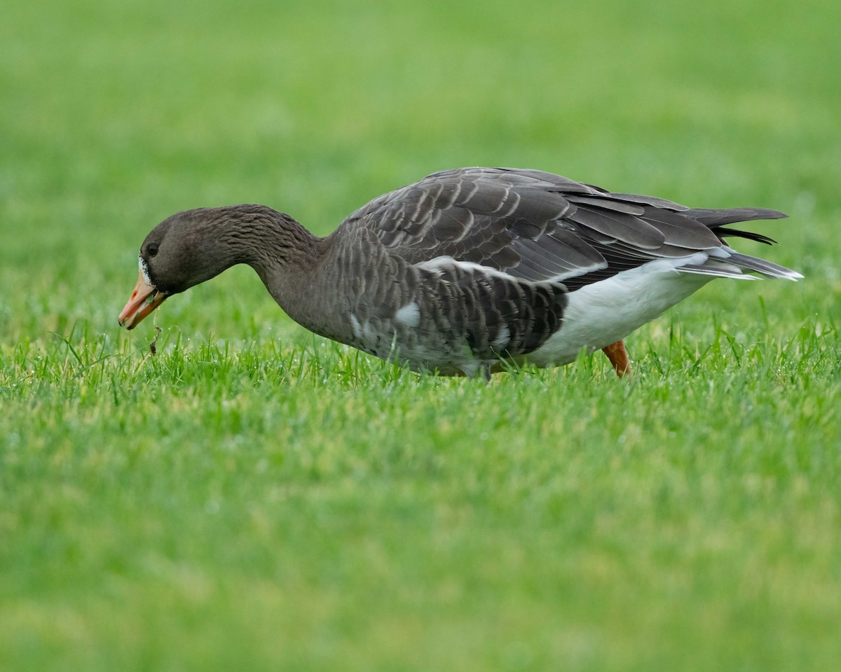 Greater White-fronted Goose - ML613874043