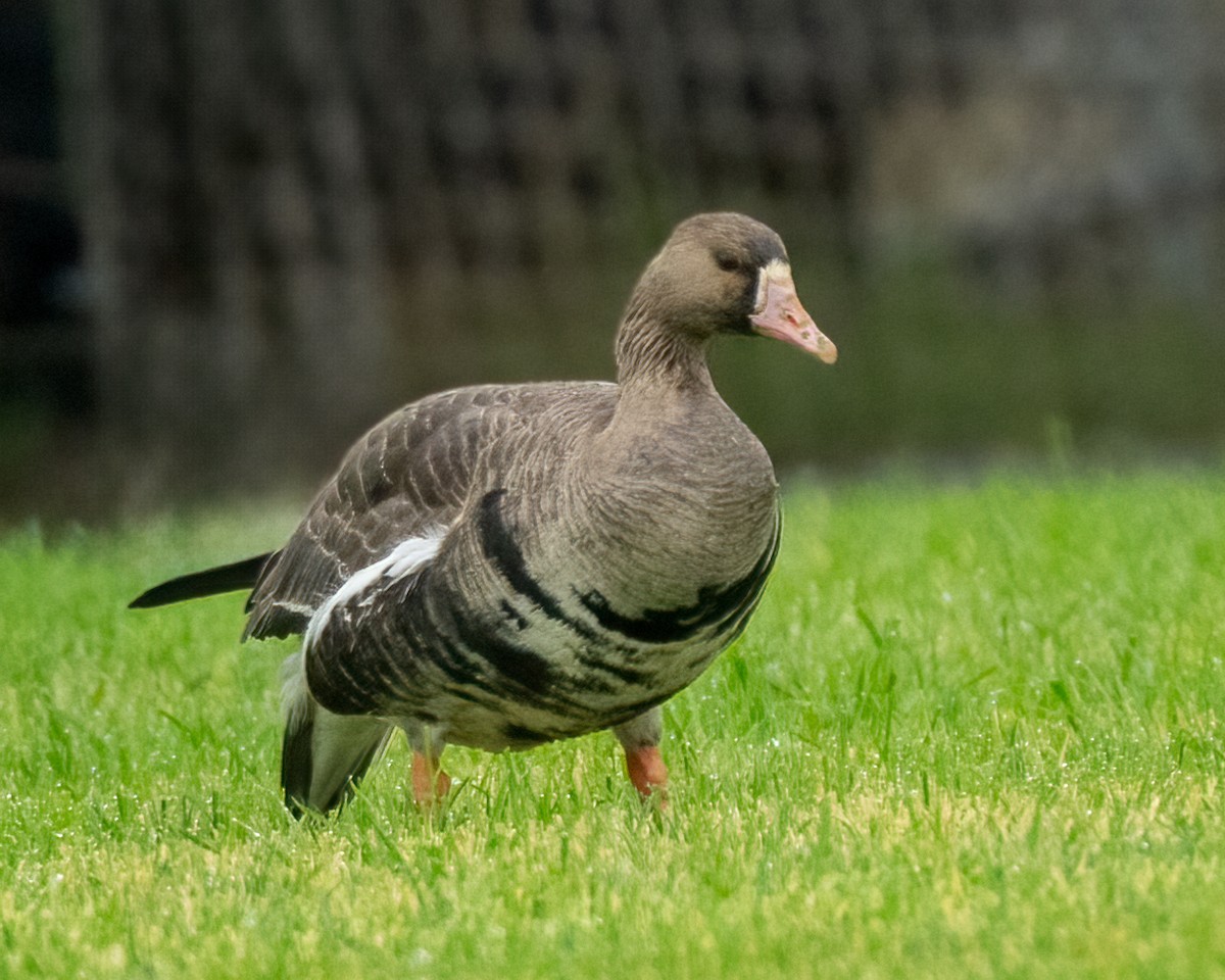 Greater White-fronted Goose - ML613874044