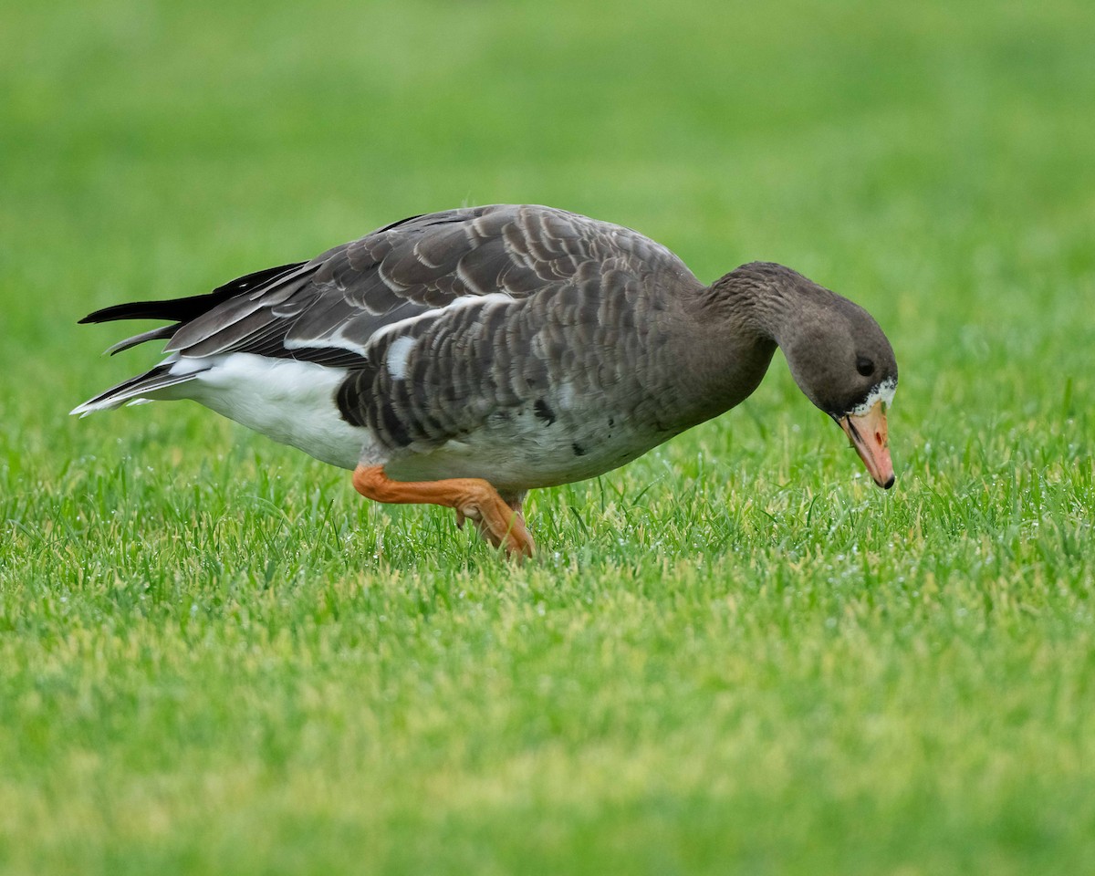 Greater White-fronted Goose - ML613874045
