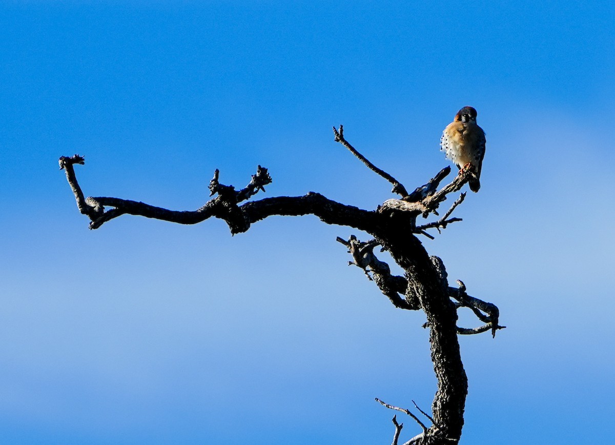 American Kestrel - ML613874121