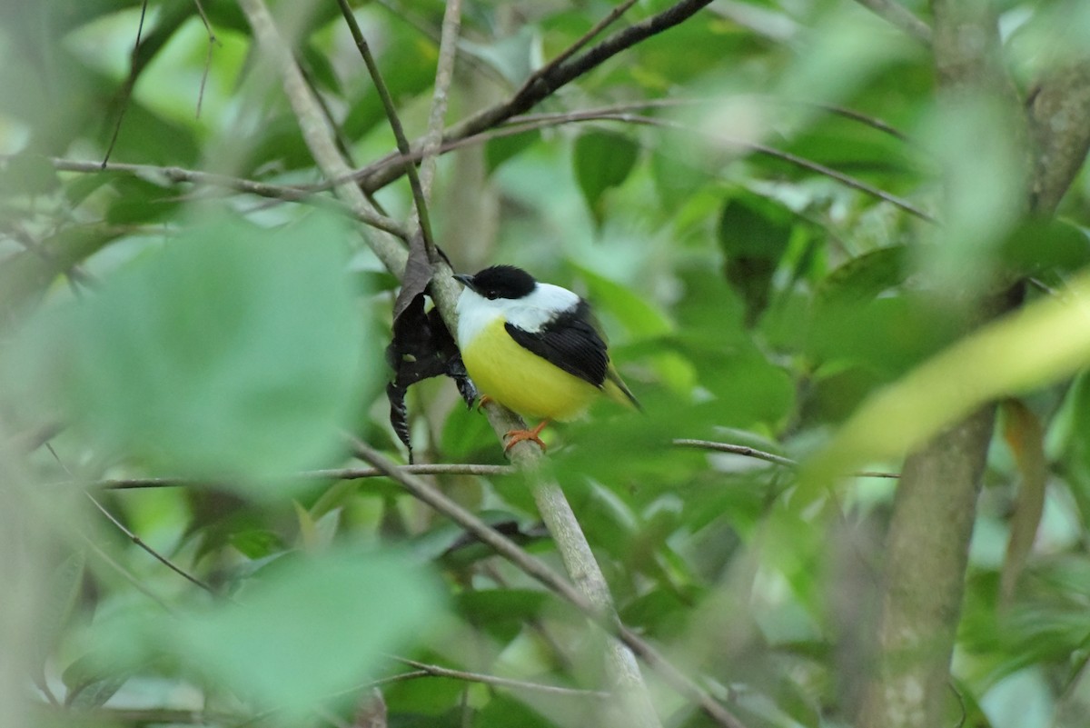 White-collared Manakin - ML613874233