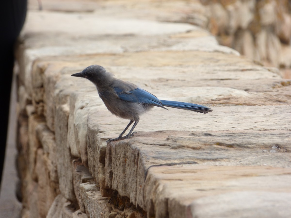 Woodhouse's Scrub-Jay - ML613874297