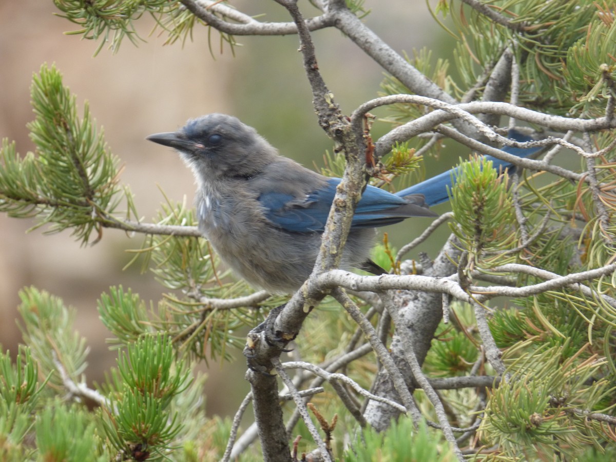 Woodhouse's Scrub-Jay - ML613874298