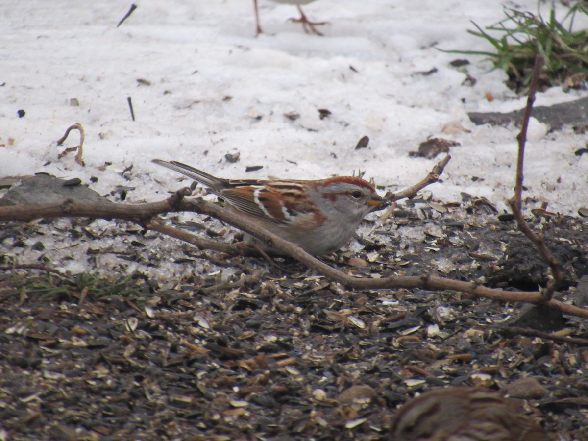 American Tree Sparrow - ML613874417