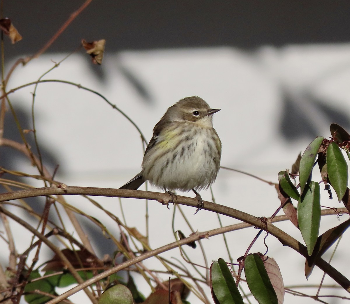 Yellow-rumped Warbler - Bonnie Berard