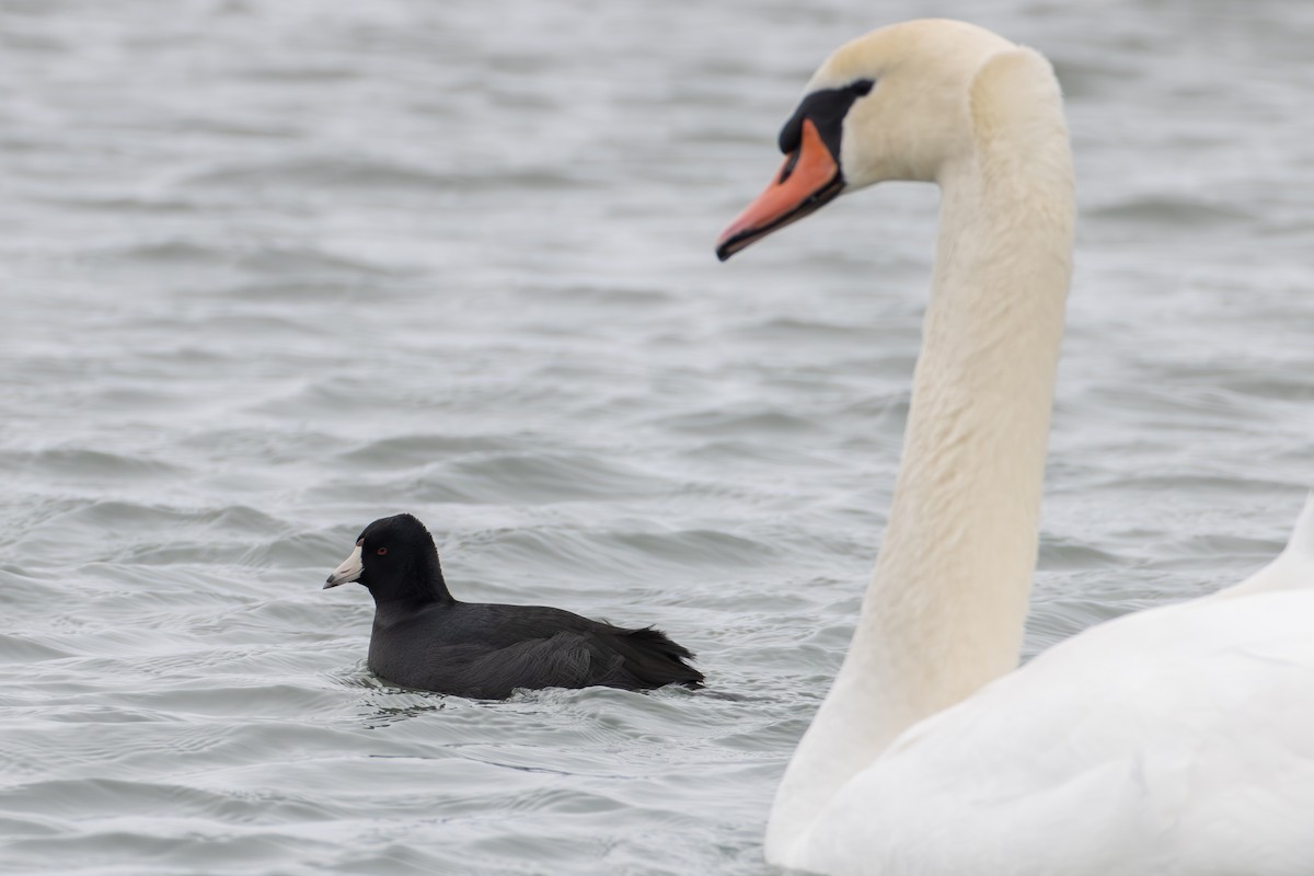 American Coot - Paul Jones